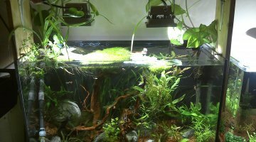 110l hard guppys