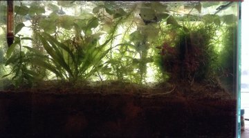 Low-tech 20 litres