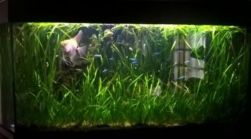 230 litres amazonien