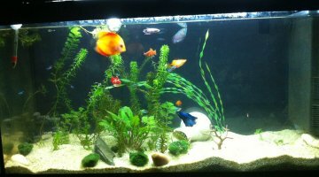 100 litres Amazonien