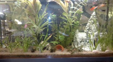 1OO litres plantés