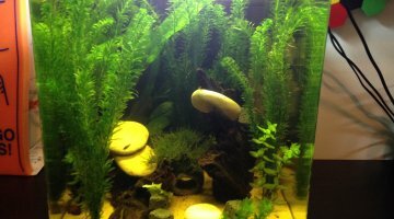 Nano Cube Dennerle 60Litres