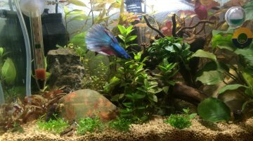 Nano scaper's tank 35 litres