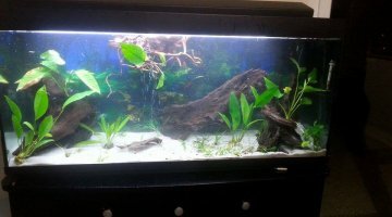 250l amazonien