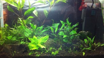 20L sakura/betta