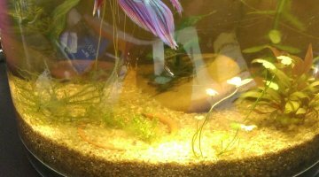 6L lowtech projet minimur végétal