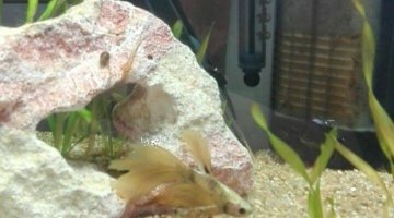 Nanocube Dennerle Betta 10L