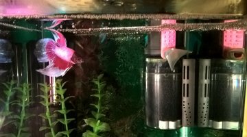 nano dennerle 15l