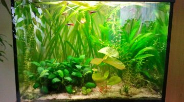 80 litre low tech