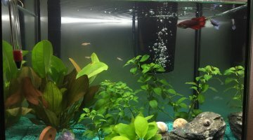 Tetra Aquaart 30L