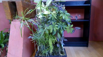 mon petit bout de foret tropicale