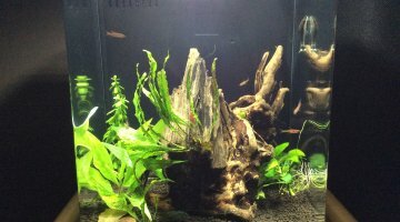 Sera Nano 16 biotop