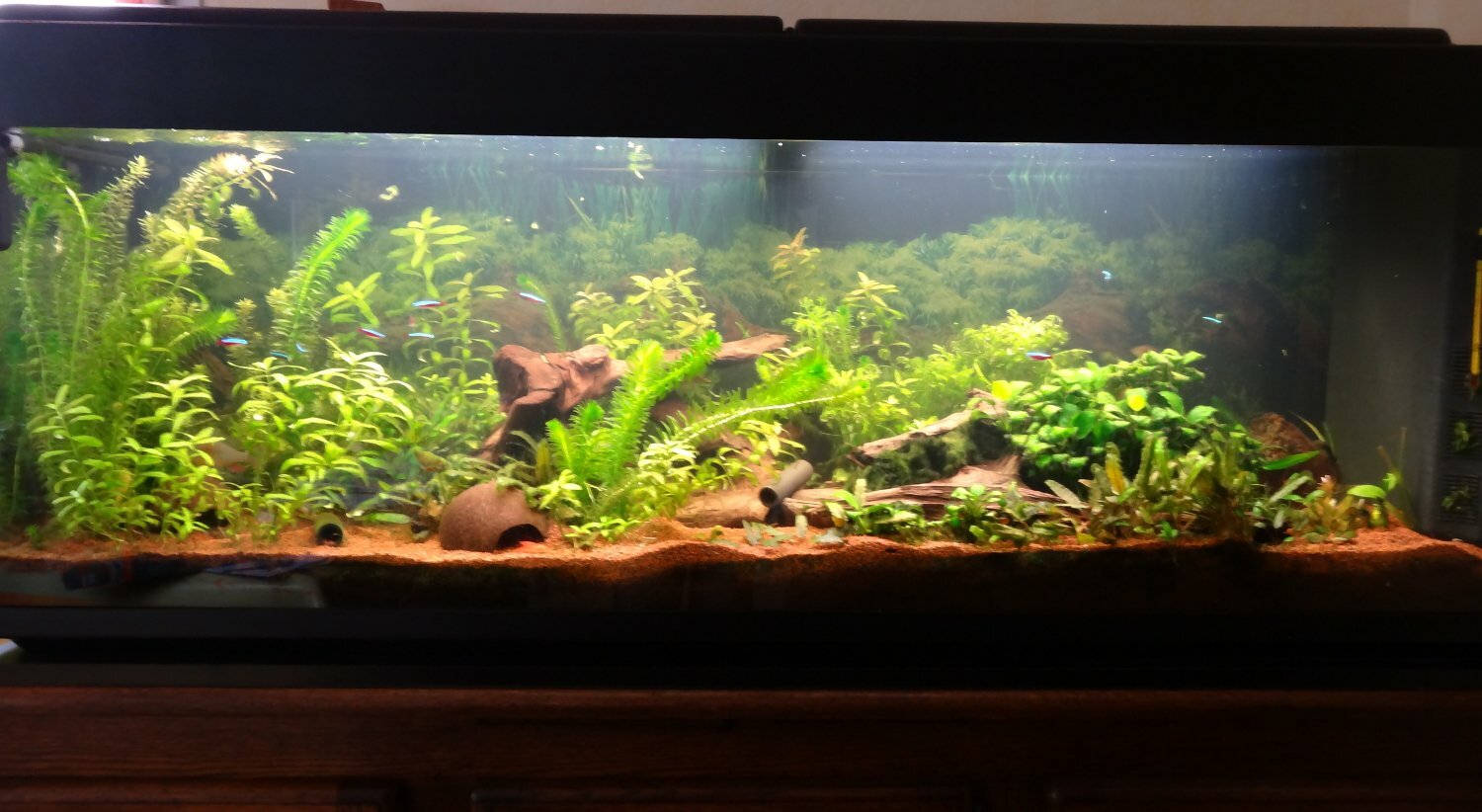 Aquarium de 380 litres avec un biotope amazonien