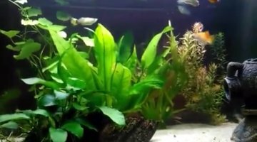 80 Litre Amazonien