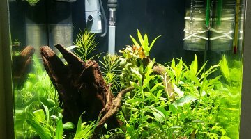 60l dennerle crevettes
