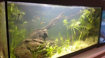 Repro 100 litres Guppy