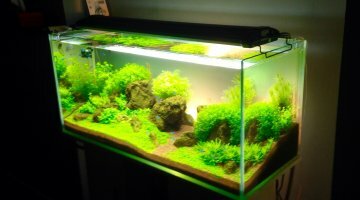 Aquascape (100x45x40)