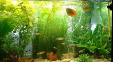 Bac d'ensemble 60 litres