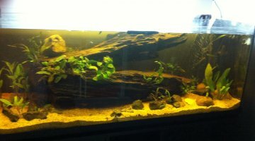 240L africain fluviatile