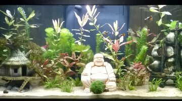 115 litres eau douce tropicaux