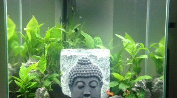 fluval edge 47L