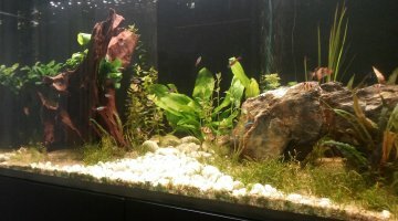 350 litres Amazonien