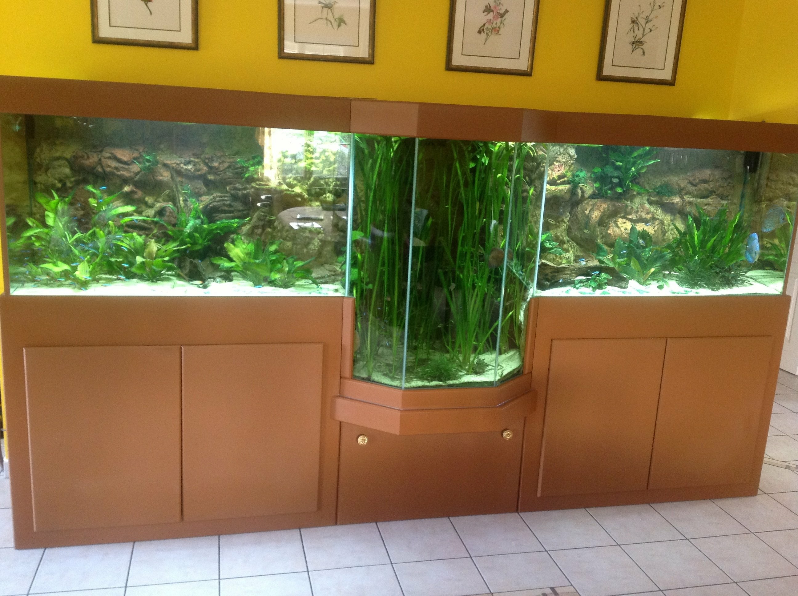 aquarium forme originale