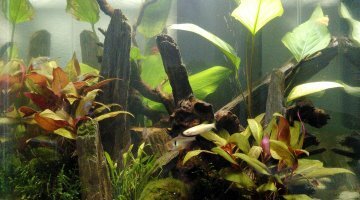 Nano 30l varié