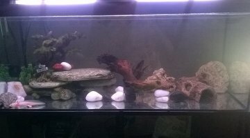 Axolotls :)
