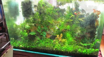 spe crevette twb et bee mix