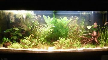 240 litres sud américain