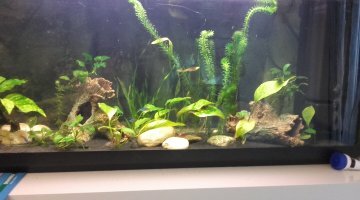 150 litres tropical