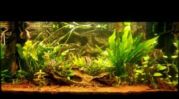 Mon rio 300 a tendance amazonien
