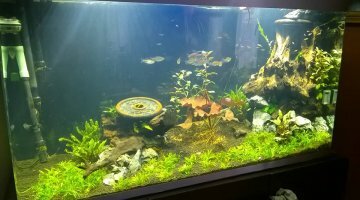 Osaka 320 - First Scape