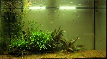 120 litres wingei Campoma mâles