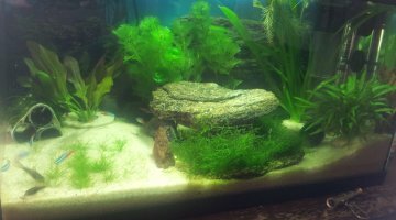 Communautaire Aqua Ciano 60