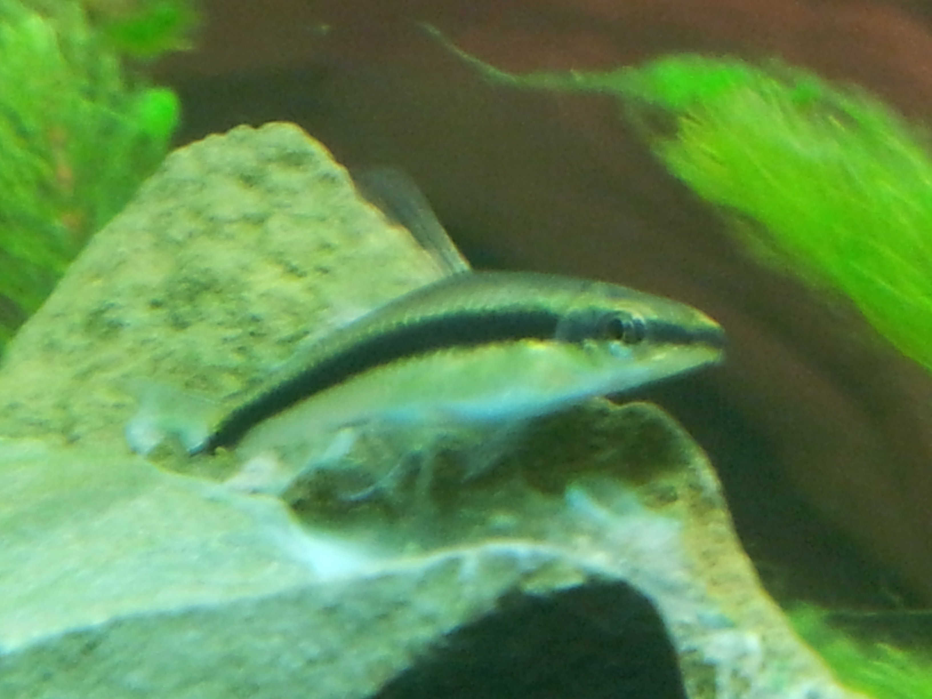 Crossocheilus oblongus