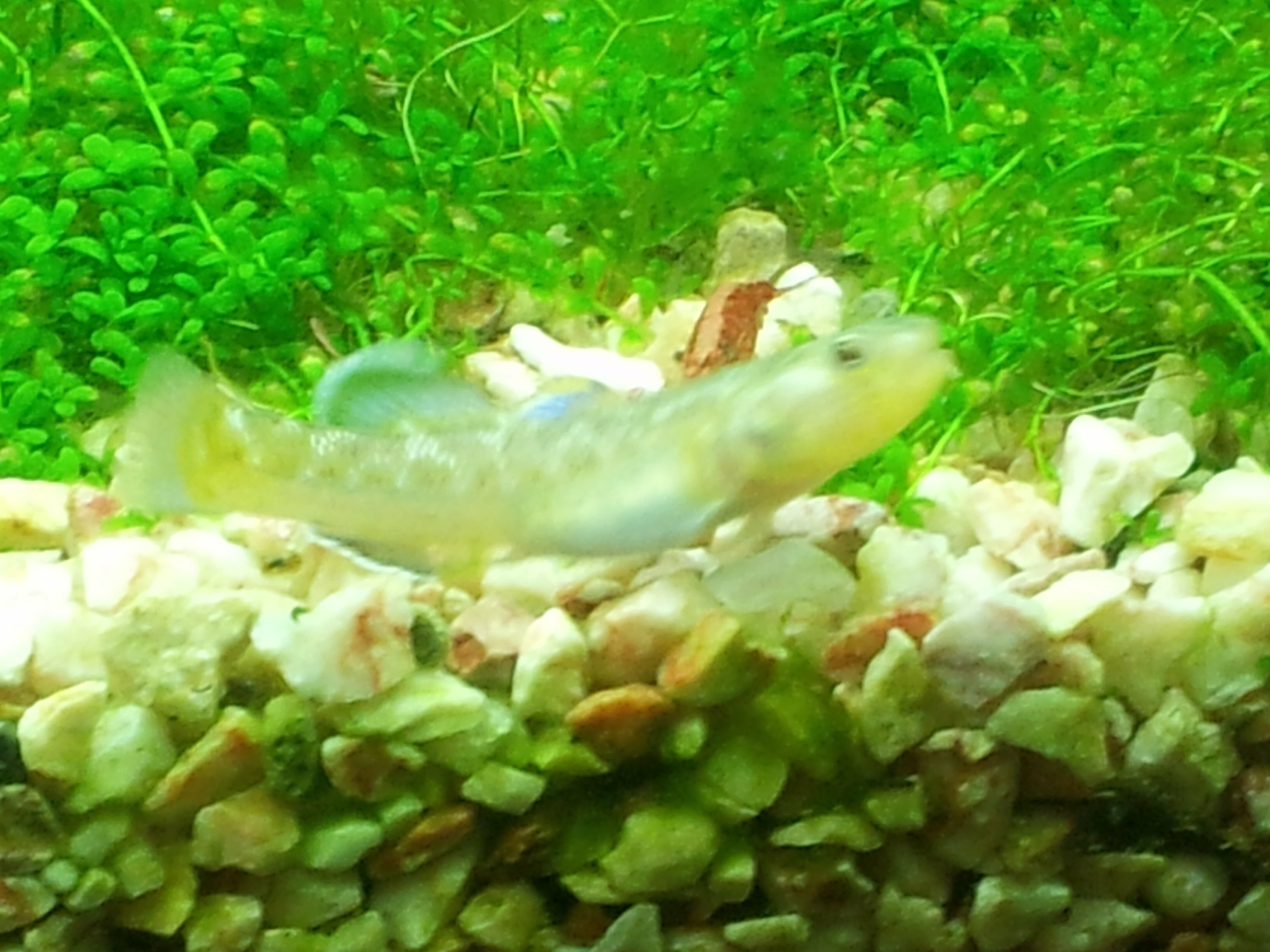 Chlamydogobius eremius mâle