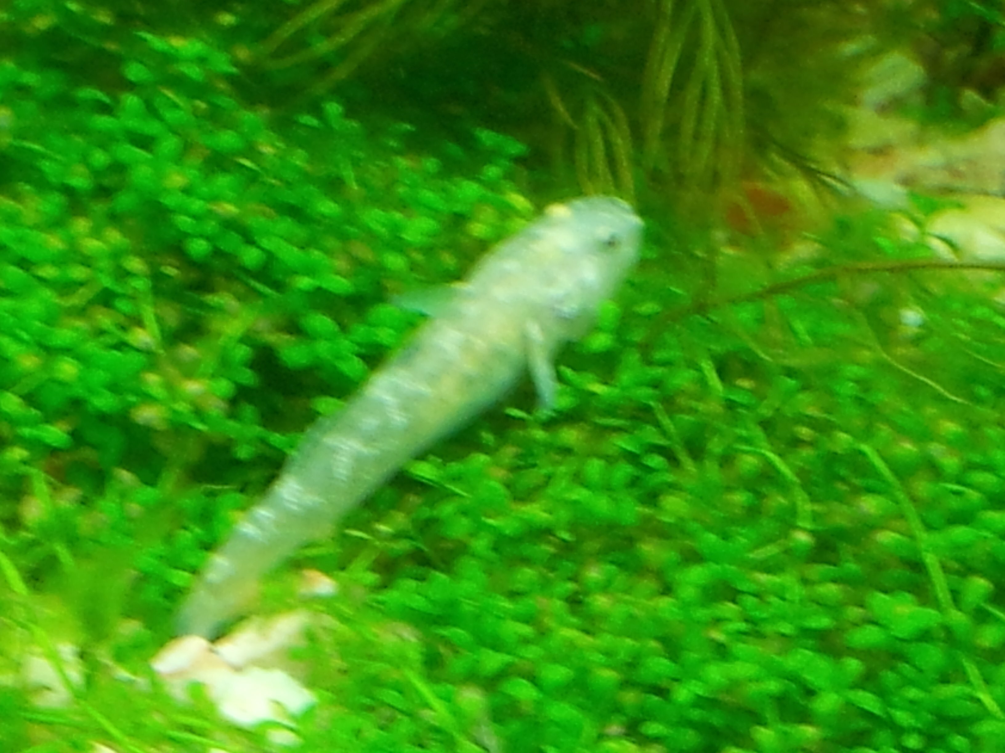 <em>Chlamydogobius eremius</em> femelle