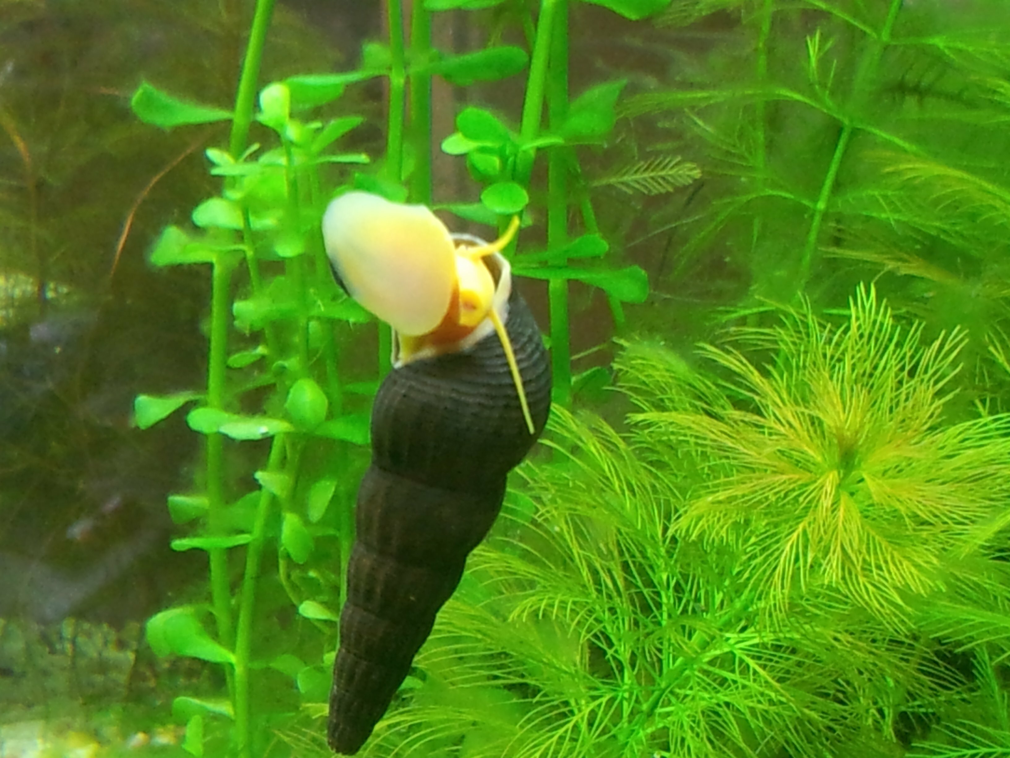 Tylomelania sp pure orange