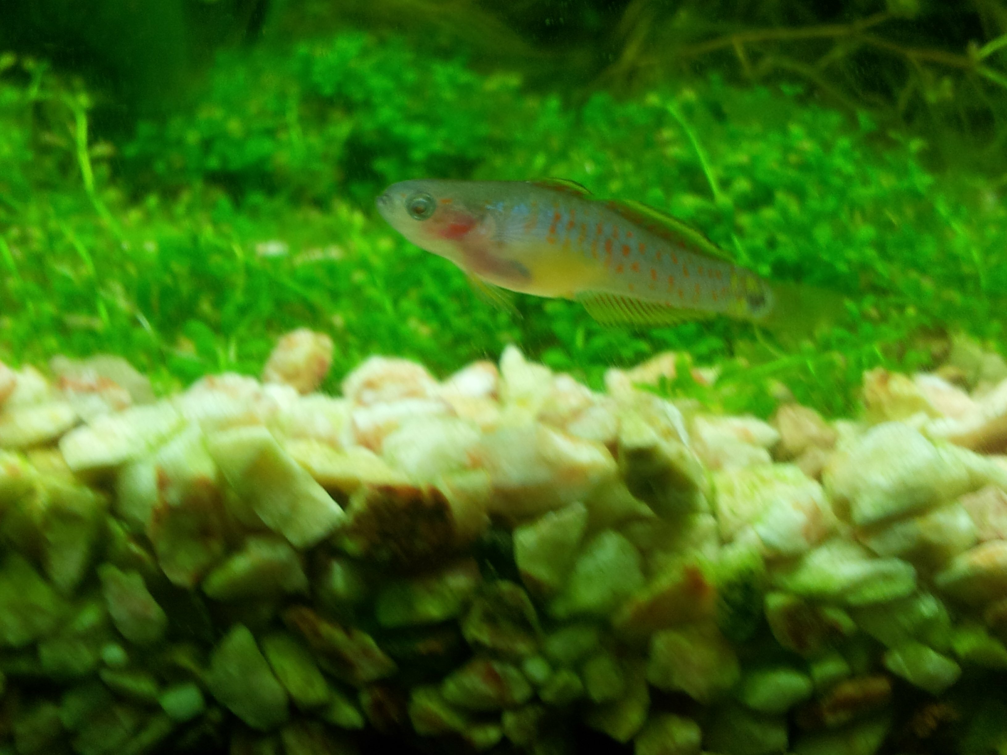 Tateurndina ocellicauda mâle