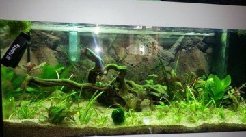 180 l pseudomugil iriatherina