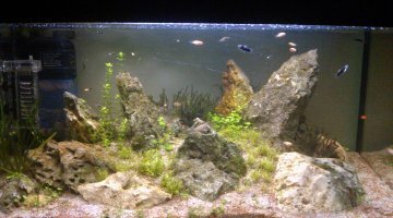 iwagumi test 60