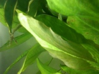 Plante malade