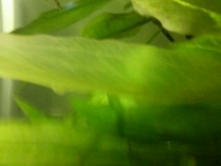 Plante avec feuilles qui deviennent transparentes