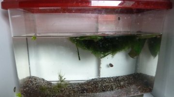 Bac élevage plante