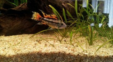 180L Amazonien
