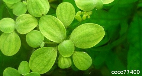 Pistie / Laitue d'eau Pistia stratiotes