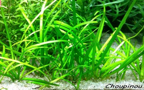 Sagittaria subulata