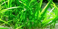 Sagittaria subulata